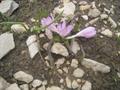 snowdrop